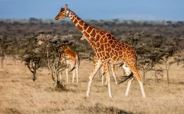 AdobeStock_108714569-Senegal-Girafes