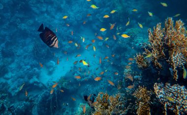 The beautiful fish swimming around corals under the sea