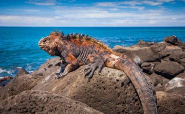 A beautiful marine iguana is standing still on the rocks enjoying the sun bath at San Cristobal in the Galapagos Islands Ecuador.