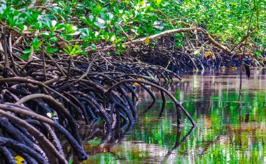 mangrove-jozani-forest-flora-zanzibar