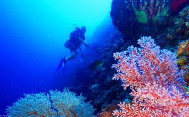 philippines Plongée sous-marine et snorkeling