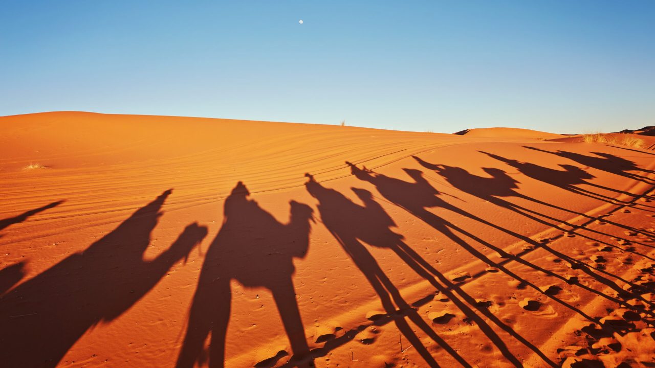 Shadows of camels in Sahara desert Merzouga, Morocco